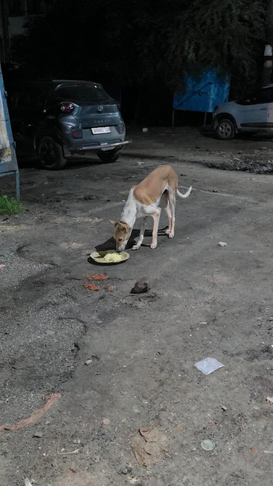 Animal rescue and feeding